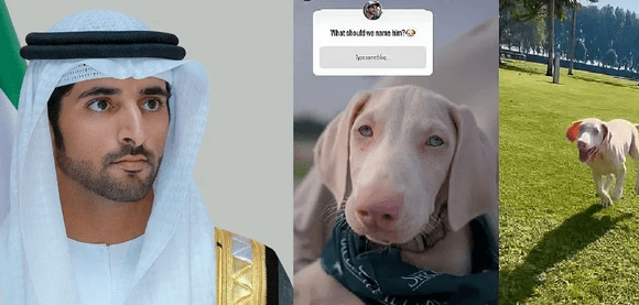 عکس| نامگذاری سگ جدید ولیعهد دُبی با نظر سنجی از 17 میلیون دنبال کننده اینستاگرام