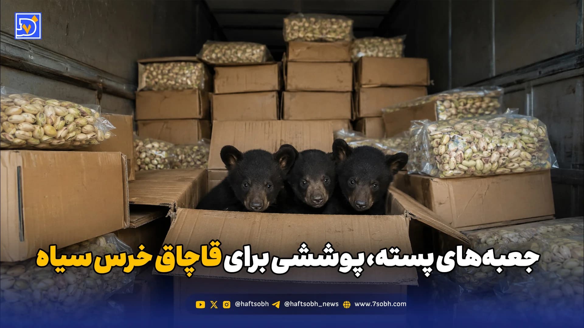 جعبه‌های پسته، پوششی برای قاچاق خرس سیاه