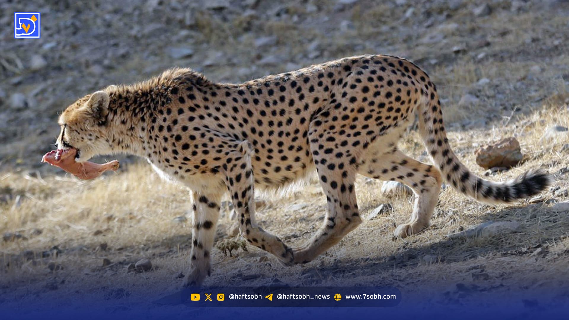 کوچ ناخواسته حیوانات پردیسان