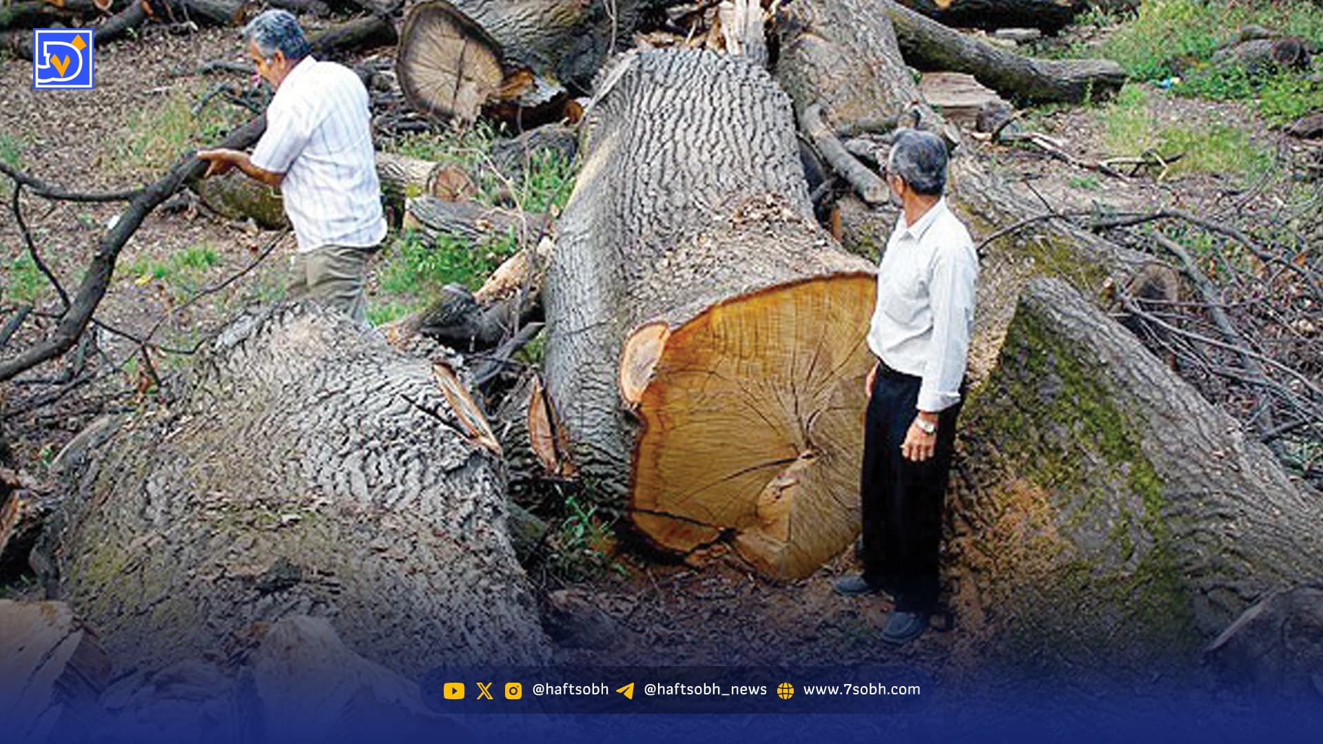 قتل‌عام درختان بندپی