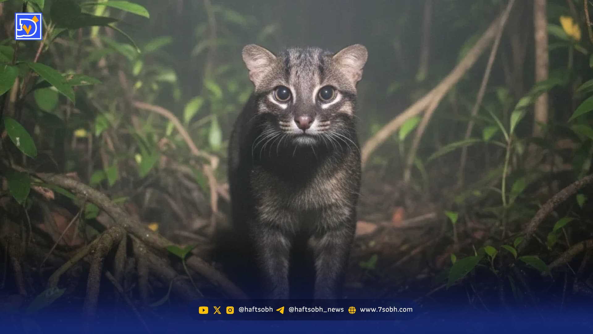 گربه نادری که پس از ۳۰ سال دوباره دیده شد