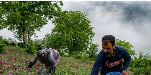 راهی تازه برای تولید بهینه گل گاوزبان بدون آسیب به طبیعت