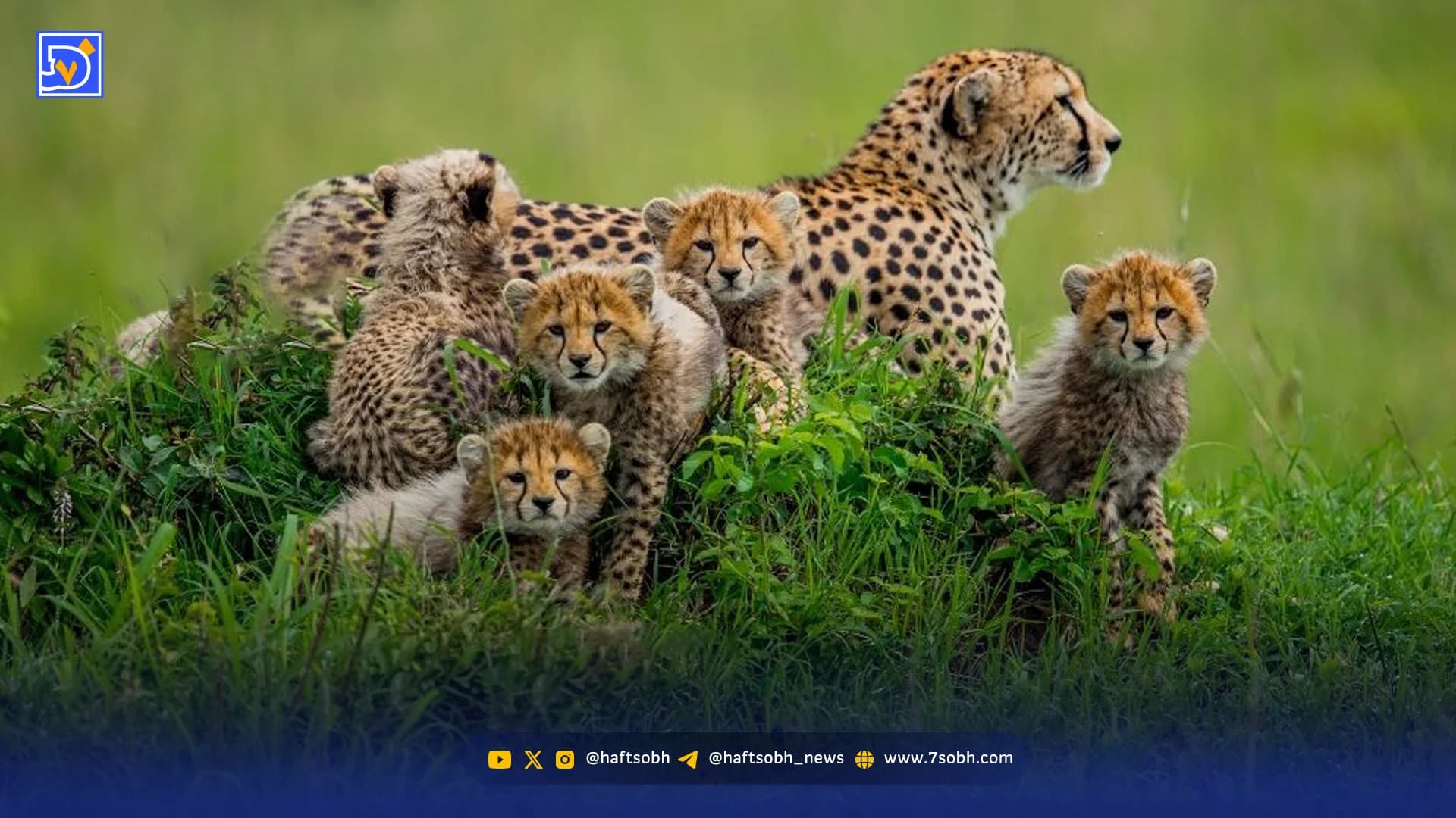 سلامت هلیا و پنج توله یوز