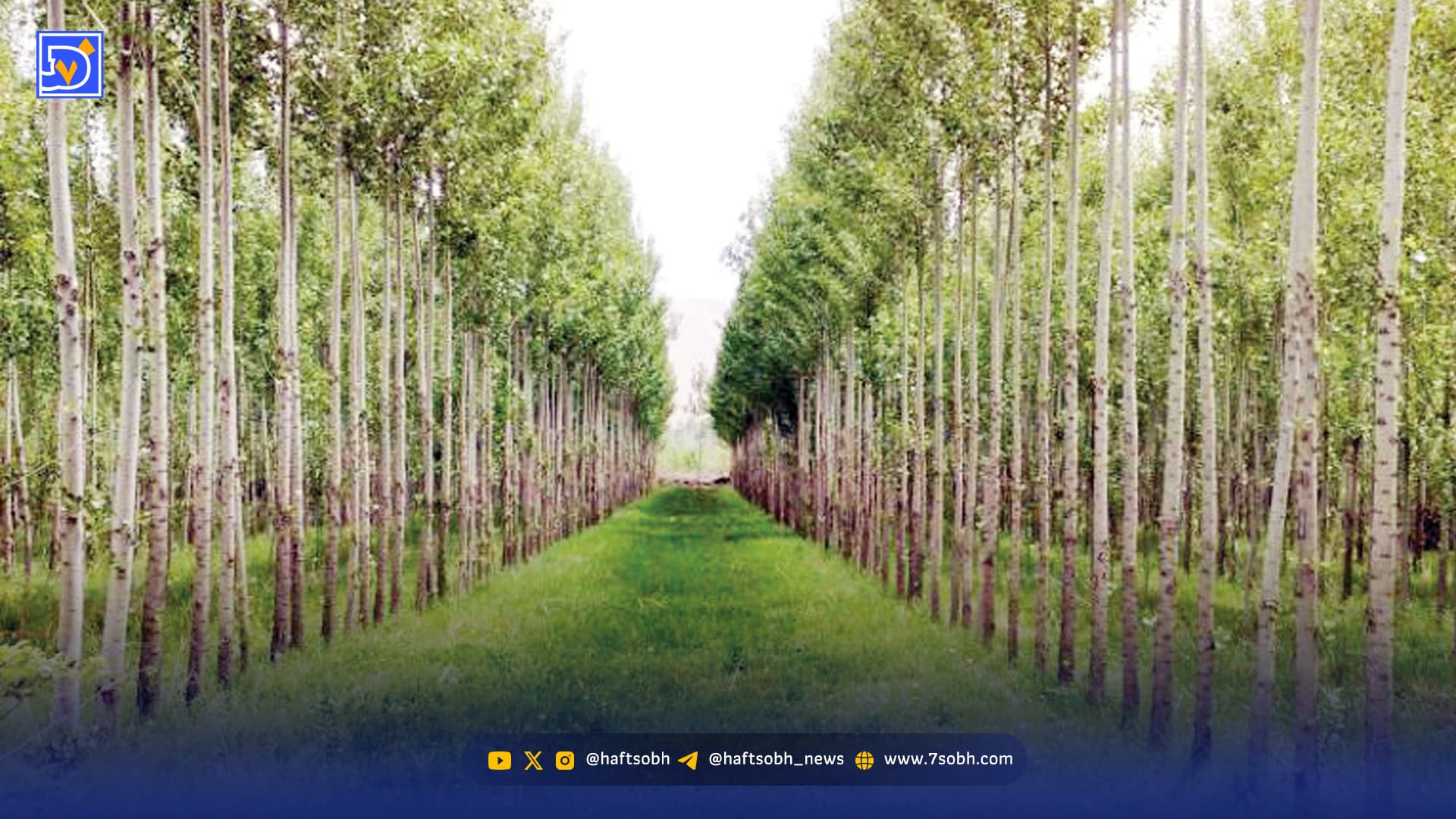 رقابت صنعت و صنوبرکاران بر سر پساب