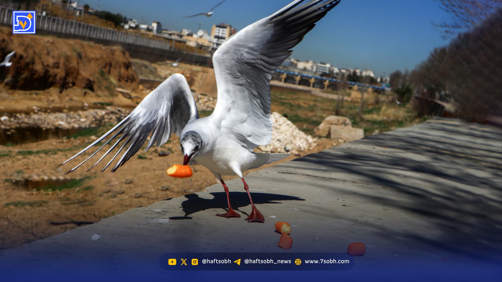 چیپس و پفک جای ماهی برای کاکایی‌ها