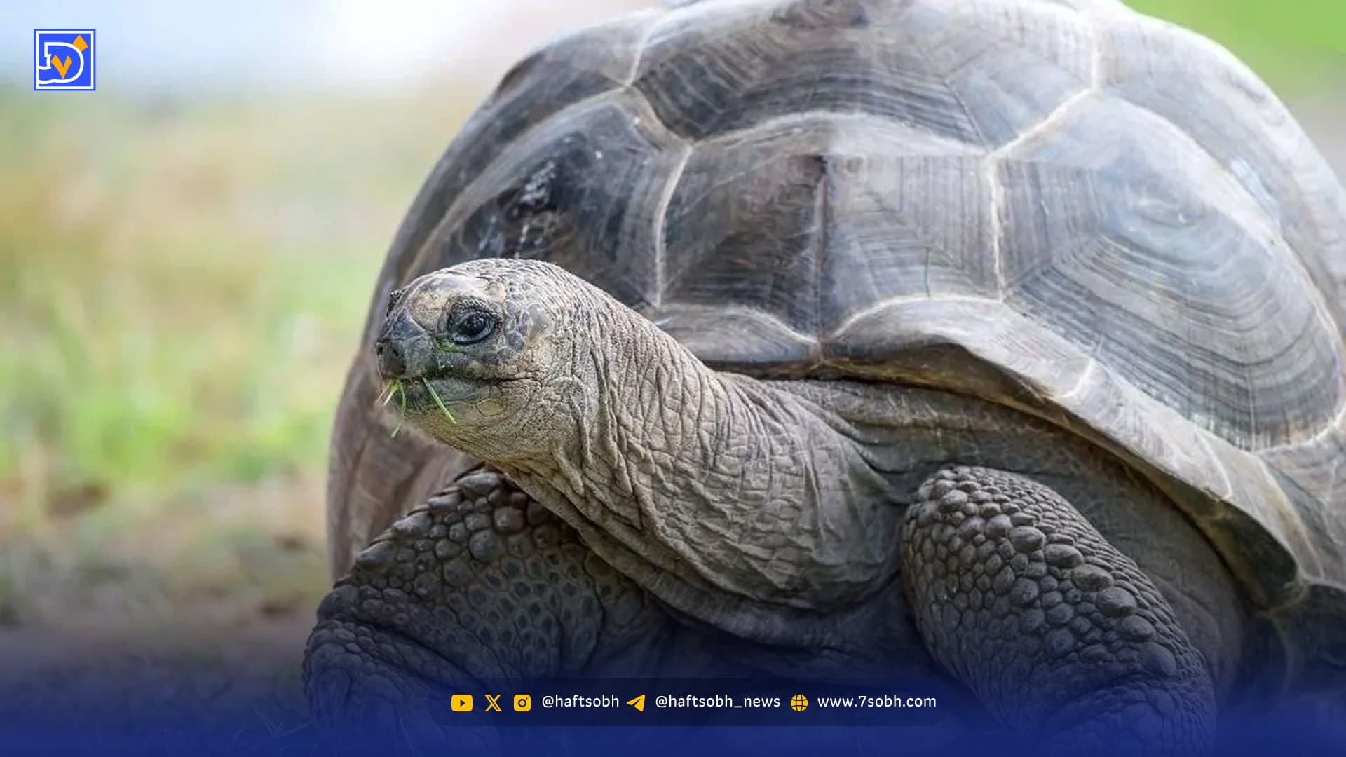 سه حیوان با عمر فوق‌العاده؛ از عمر ۵۰۰ ساله تا بلوغ در ۱۵۰ سالگی!