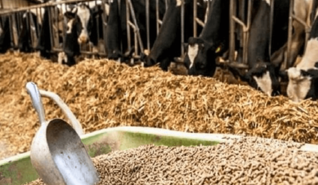 آخرین وضعیت بازار نهاده پس از نرخ گذاری جدید/ پیش‌بیی کاهش قیمت تخم‌مرغ