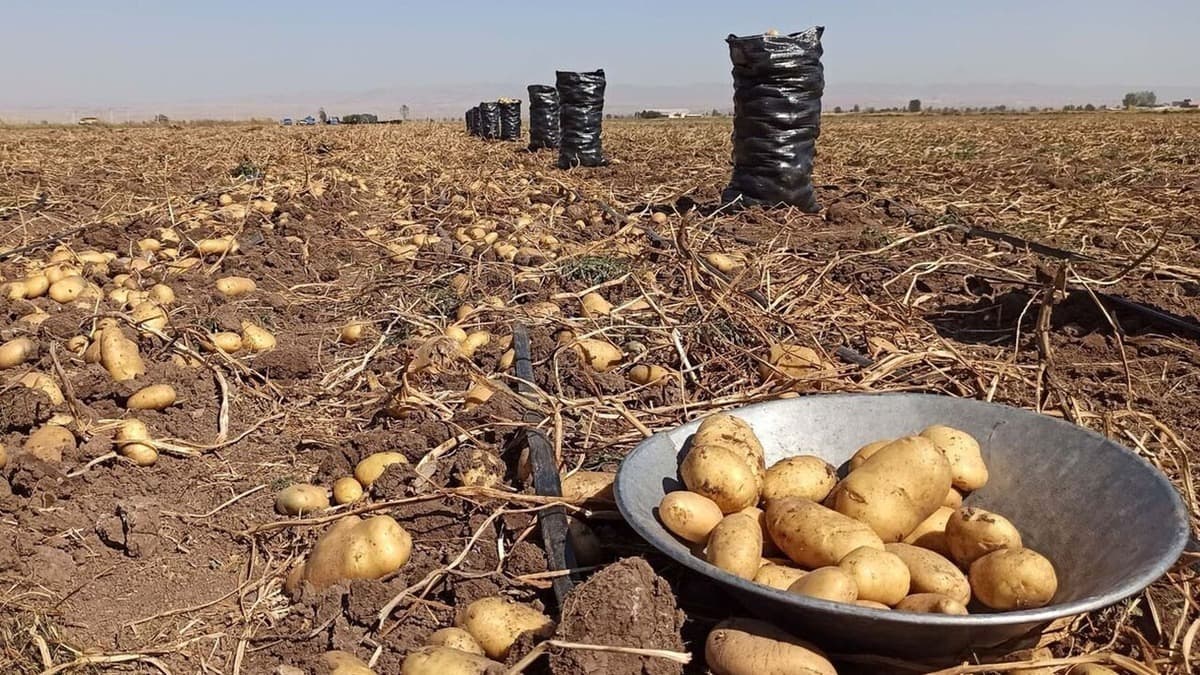 خبر خوش برای کشاورزان/ نرخ خرید سیب‌زمینی و پیاز مشخص شد