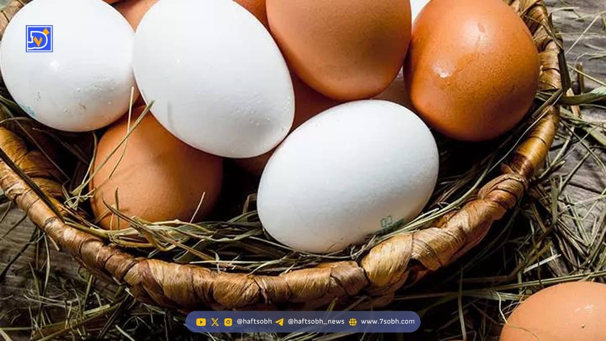 اگر هر روز تخم‌مرغ بخوریم برای بدن چه اتفاقی می افتد؟