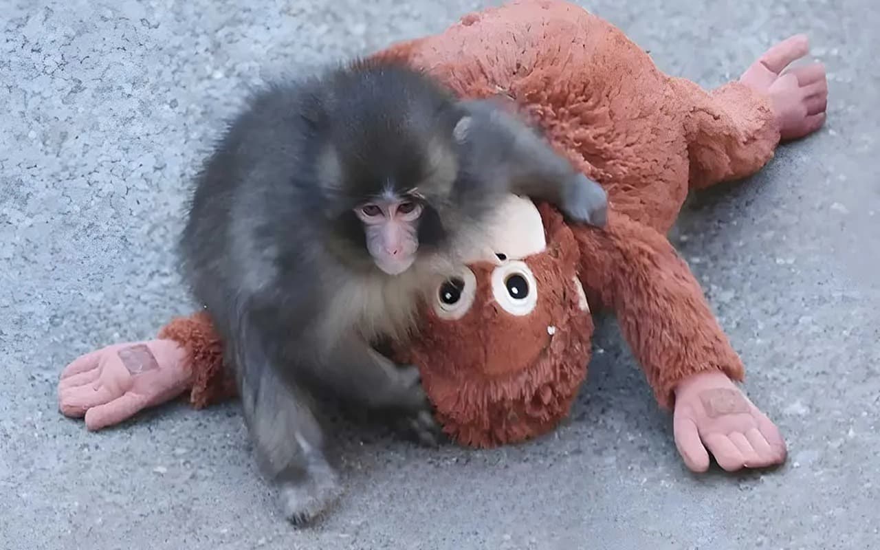 میمون یتیم مشهور اینستاگرام بالاخره صاحب مادر شد + اولین فیلم از لحظه آغوش گرفتنش