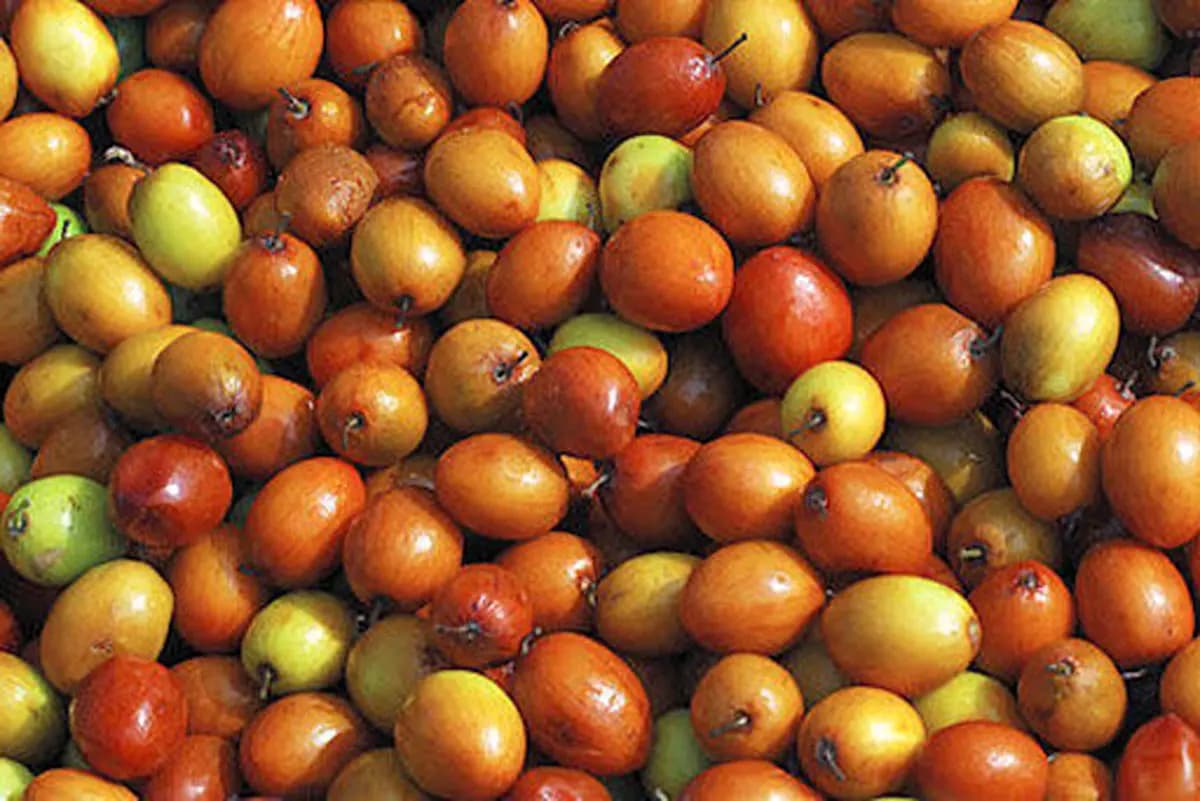 فواید «کُنار» برای آرام کردن قلب