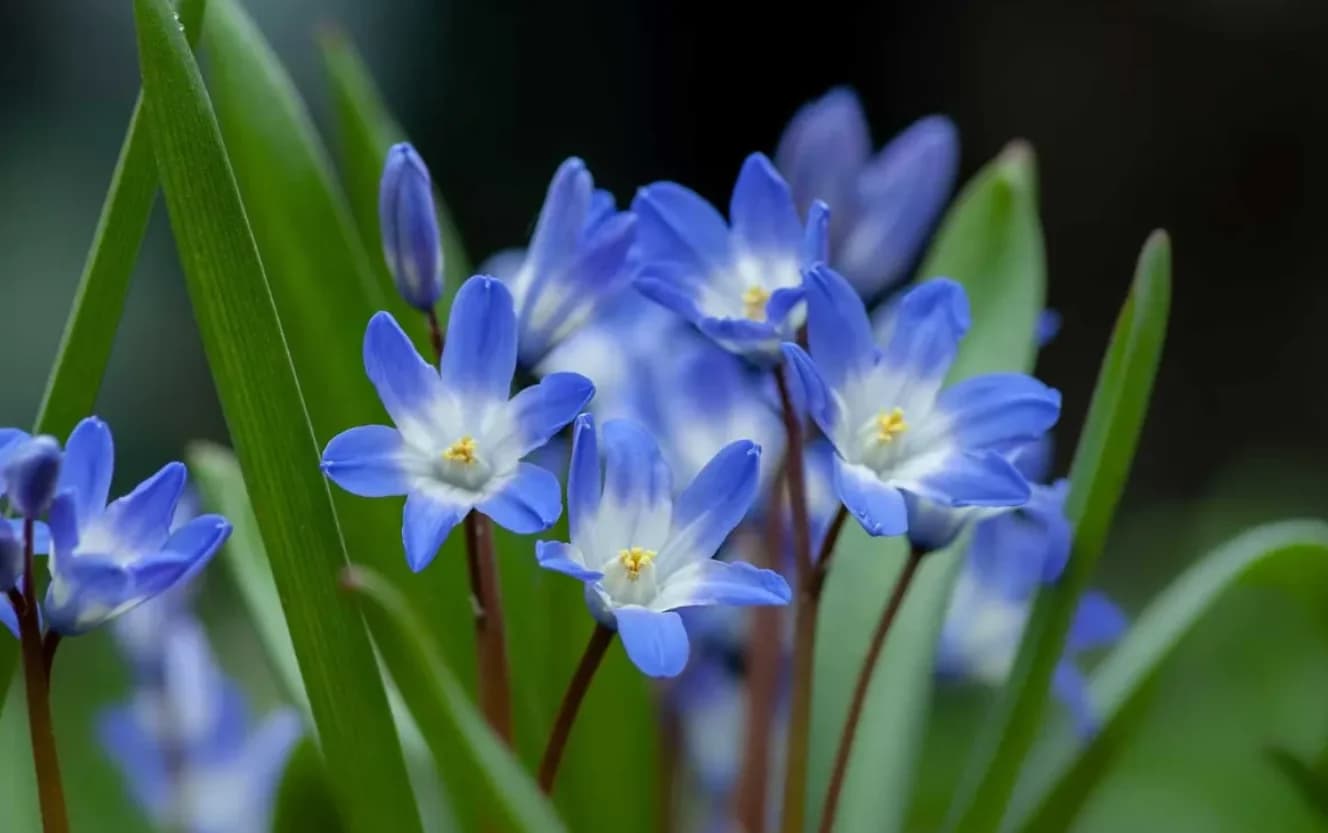 چرا گیاه آبی در طبیعت خیلی کم یافت می‌شود؟