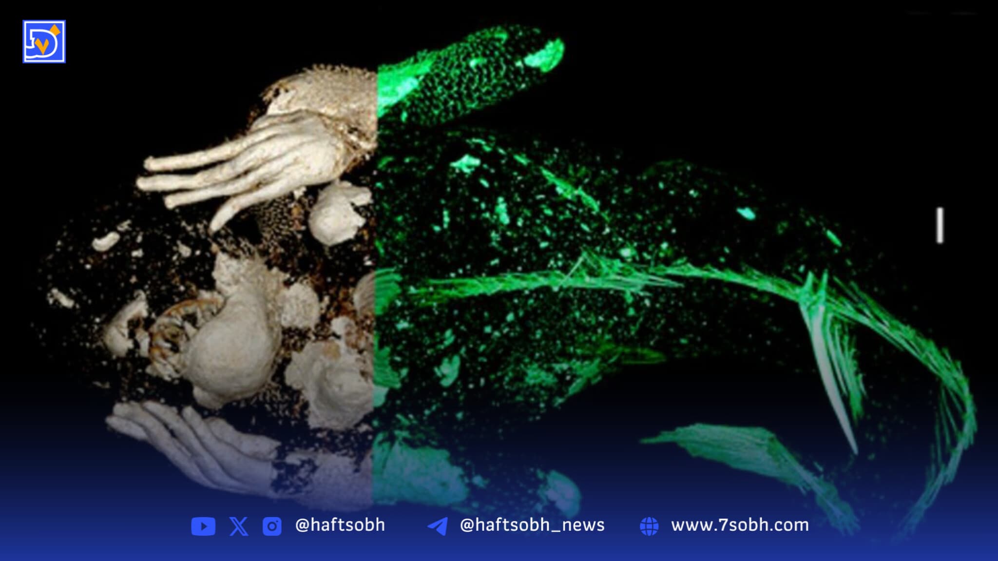 راز شگفت‌انگیز پری دریایی مومیایی‌شده در ژاپن!