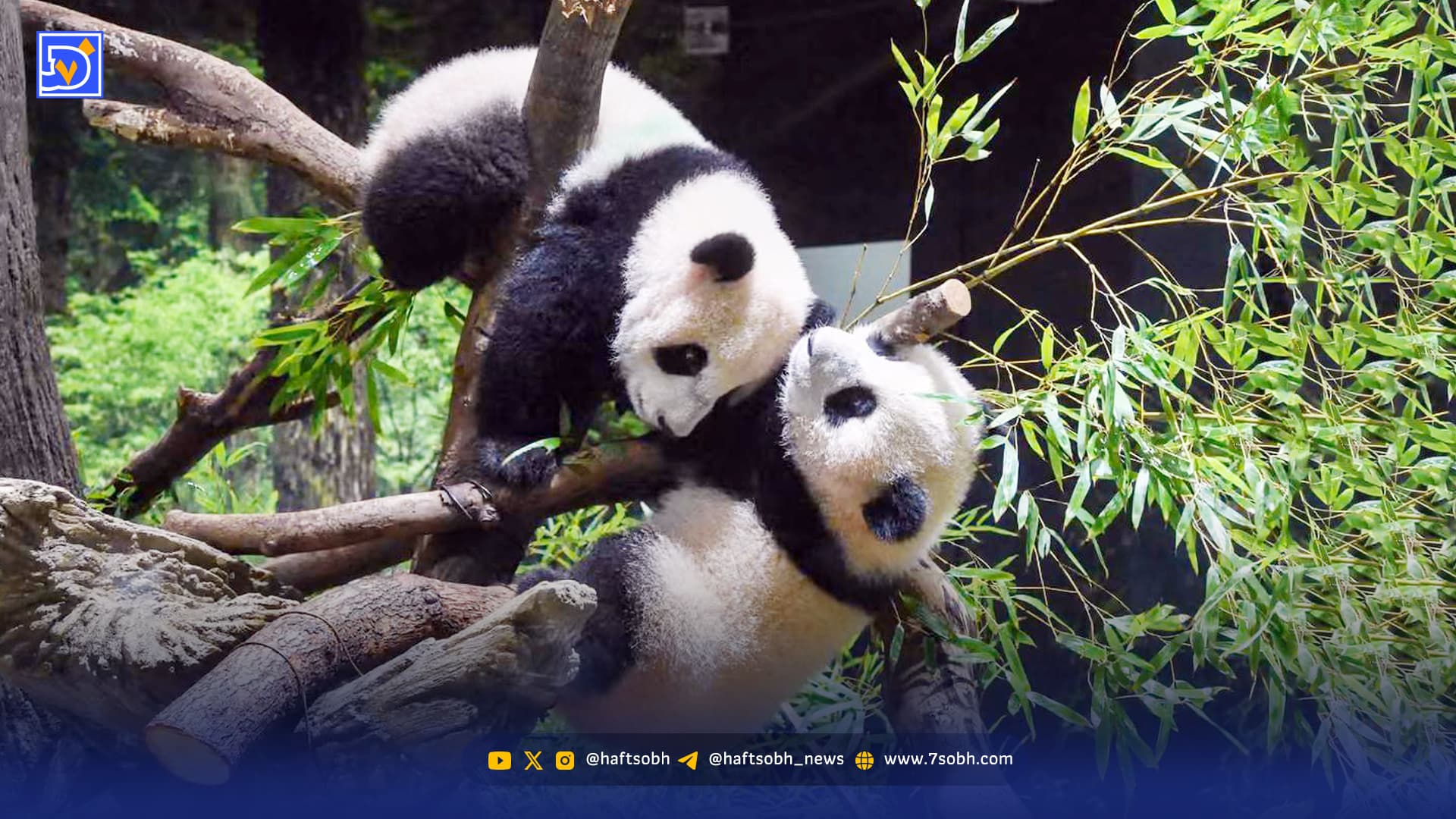 دیپلماسی سیاه ‌و ‌سفید رو‌ به خاموشی