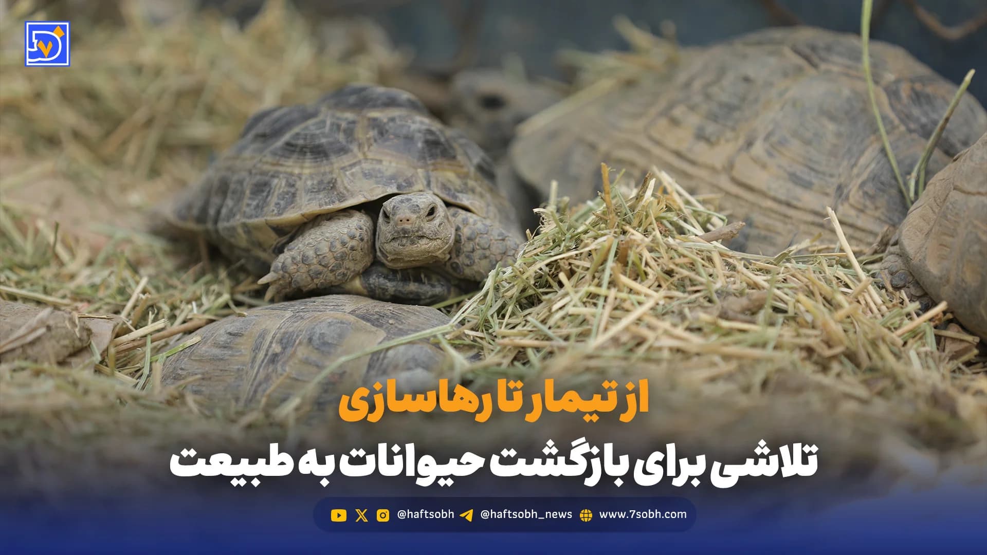 از تیمار تا رهاسازی: تلاشی برای بازگشت حیوانات به طبیعت