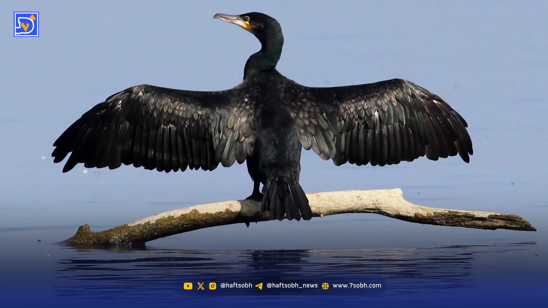 مرگ دسته‌جمعی باکلان‌ها