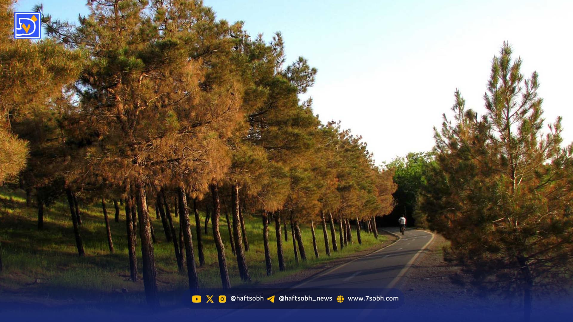 کاج‌ها به اقلیم ایران نه می‌گویند