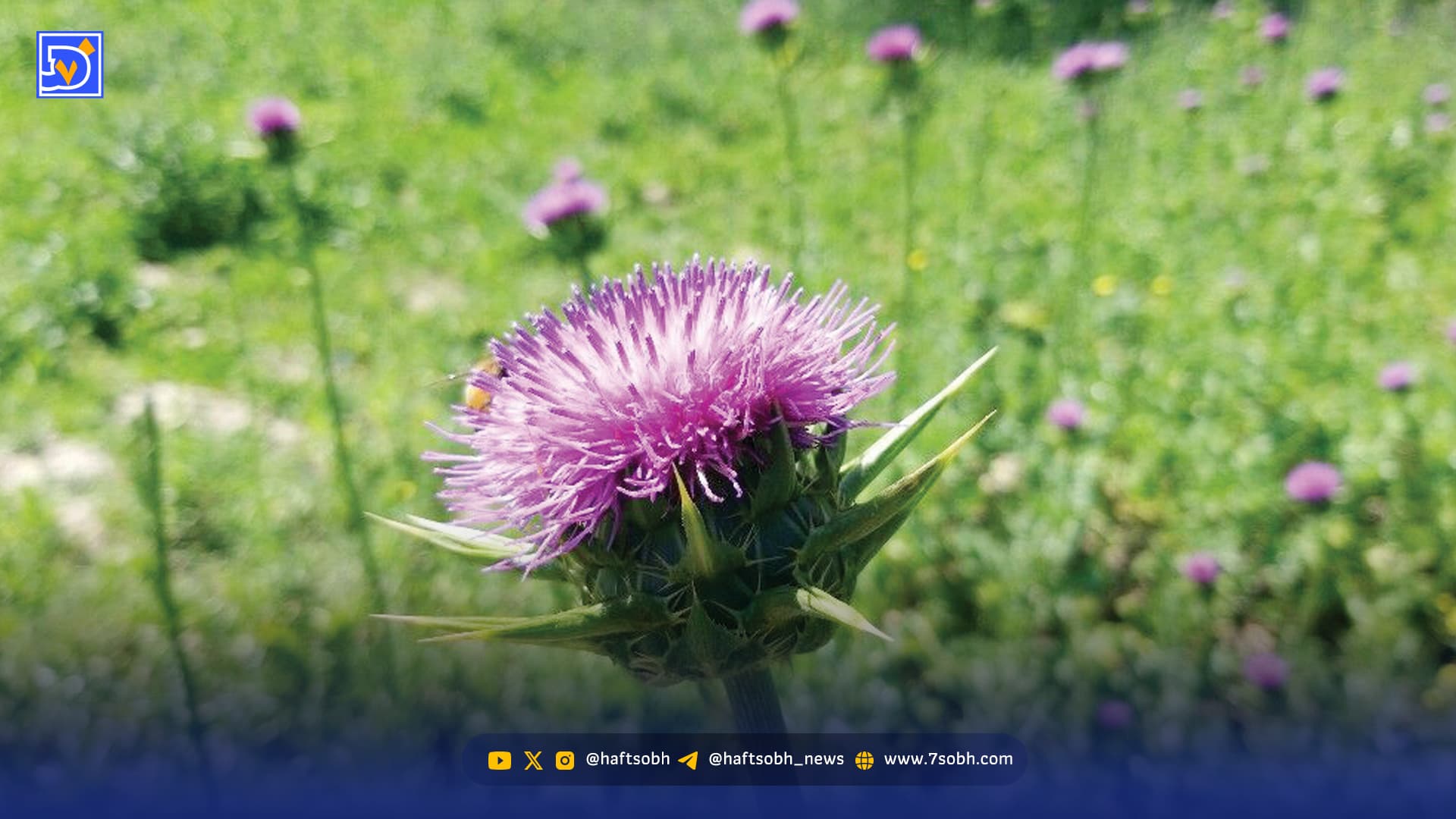 کبدتو با ‌خار‌مریم بساز...