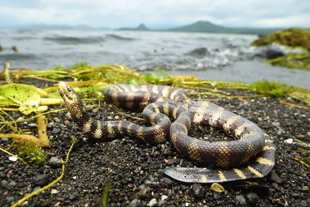 گونه‌ای مار دریایی فقط در یک نقطه از زمین زندگی می‌کند و آن نقطه دریا نیست