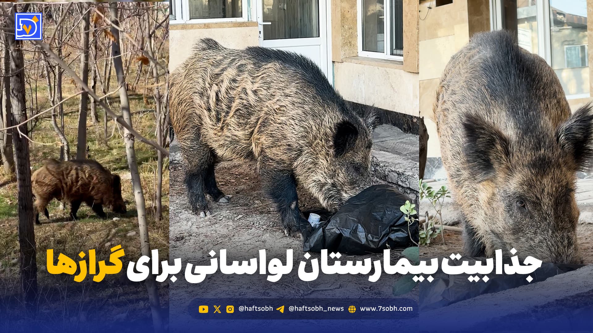 جذابیت‌های بیمارستان لواسانی برای حضور گرازها