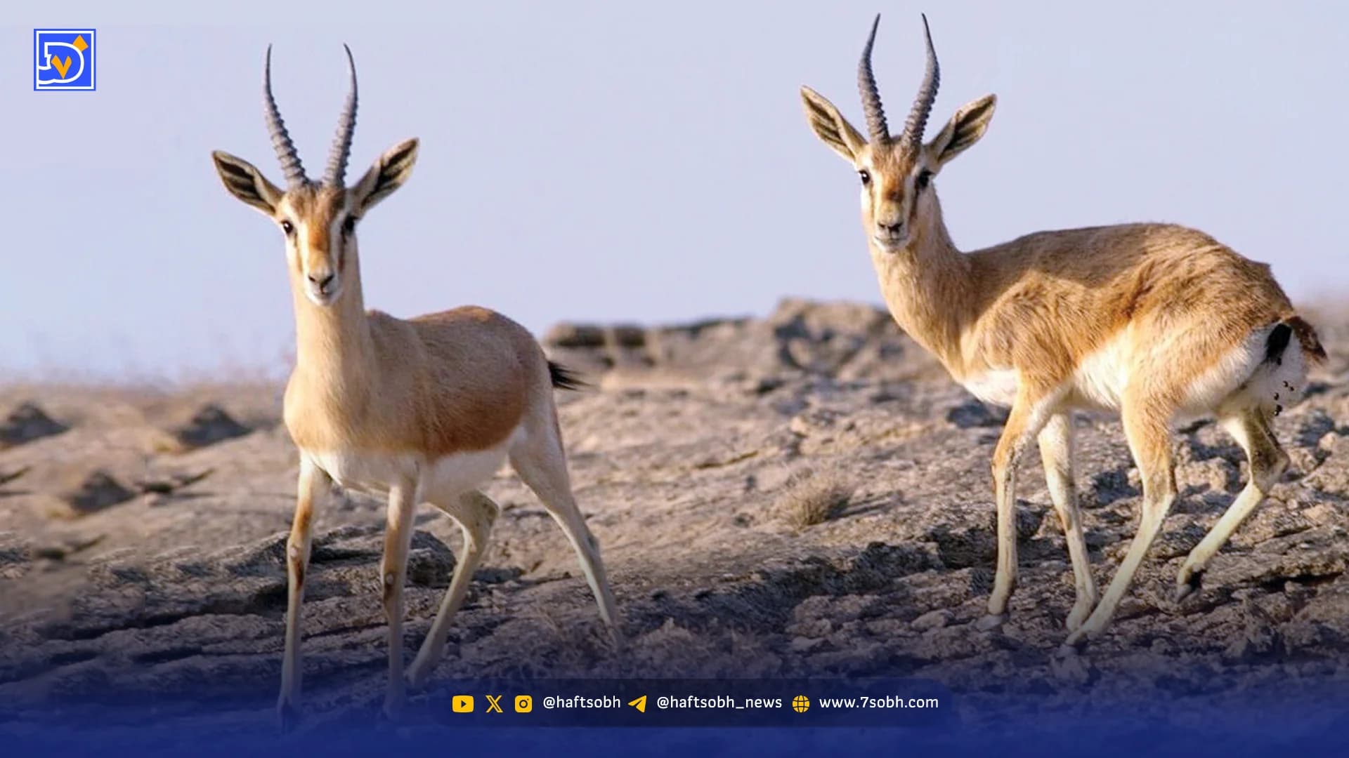 آهوان بی‌پناه خارگ | تأثیر انفجارها بر آرامش حیات‌وحش