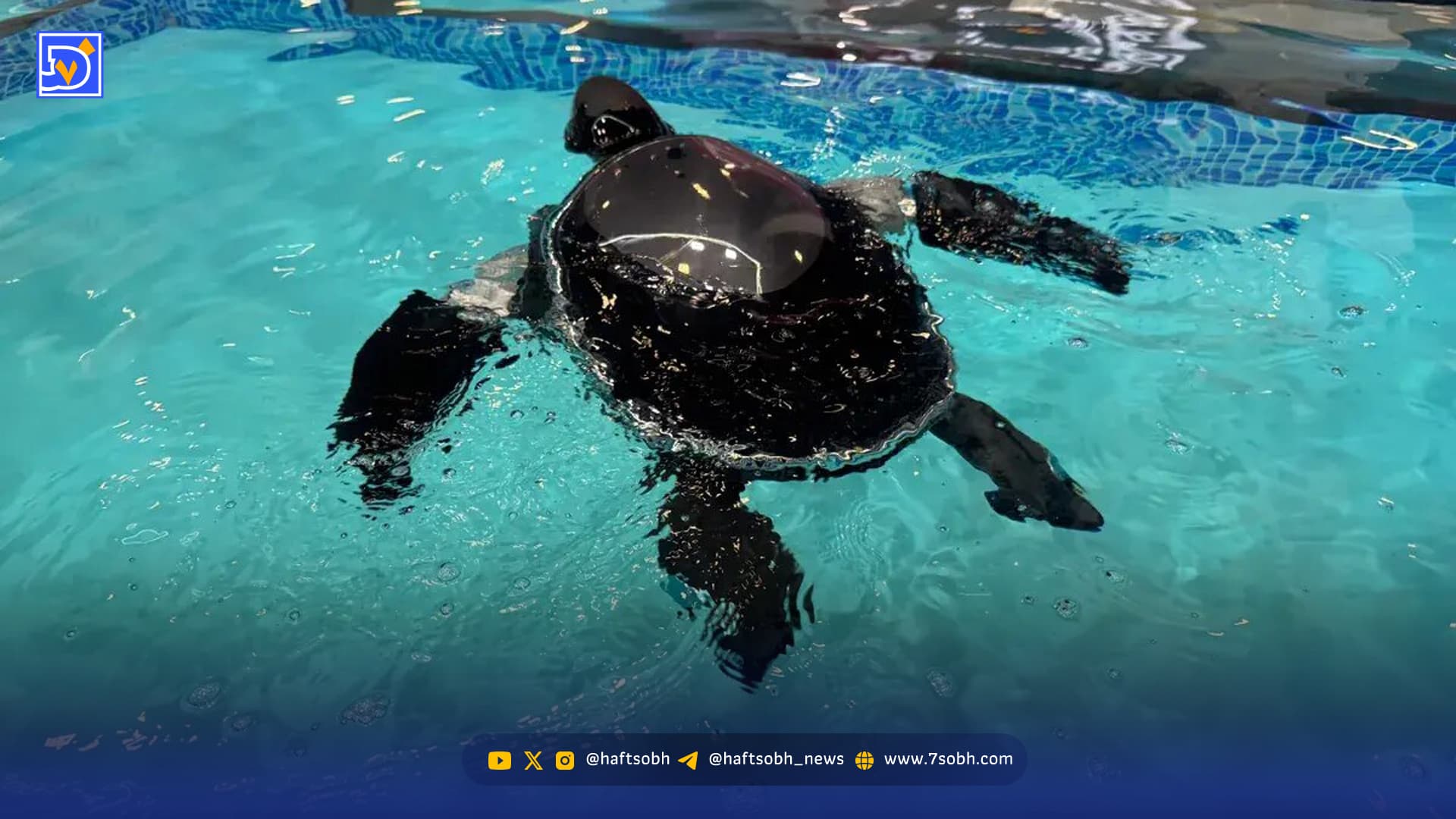 ناجی جدید محیط زیست؛ لاک‌پشت رباتیک