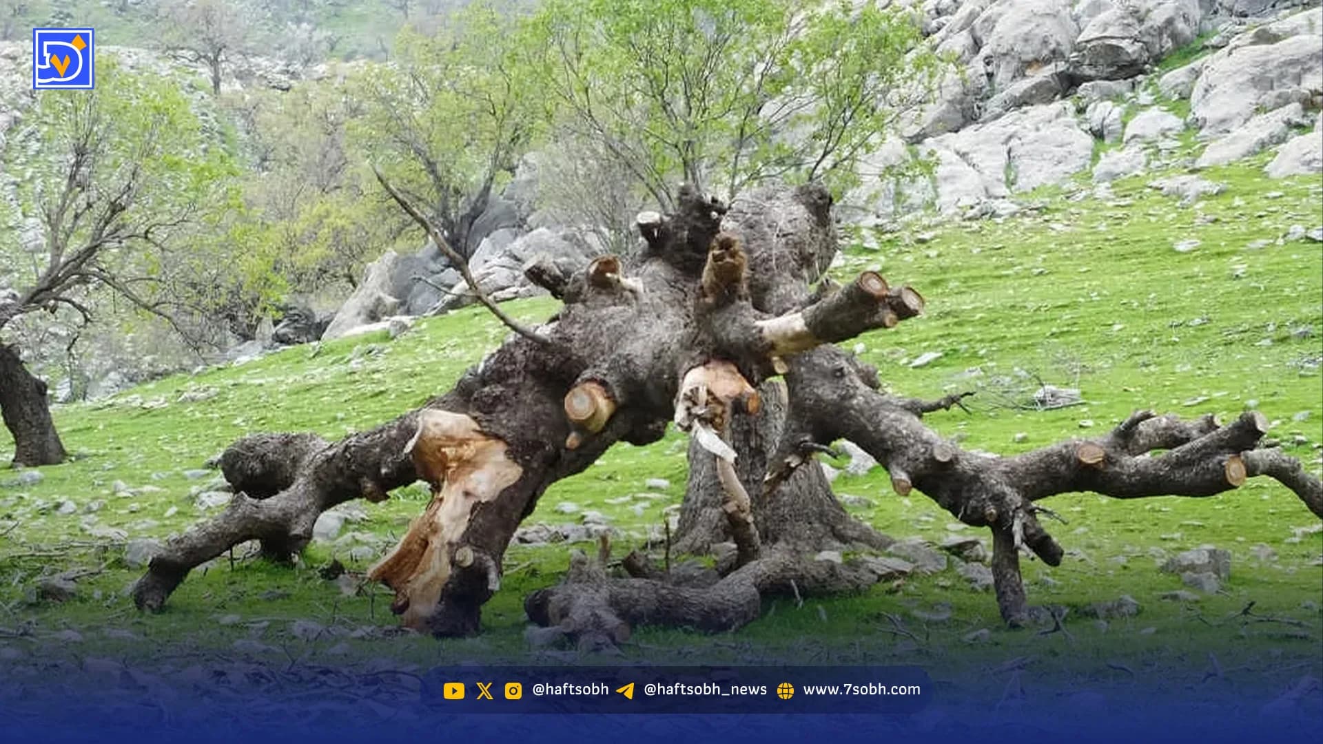 دوستی خاله خرسه با بلوط‌ها