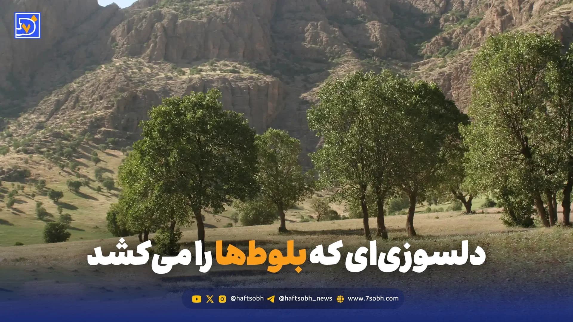 دلسوزی‌ای که بلوط‌ها را می‌کشد