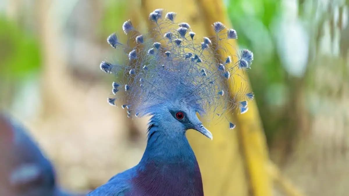 بزرگ‌ترین کبوتر جهان با تاجی باشکوه | ملکه پرندگان که چشم‌ها را خیره می‌کند + عکس