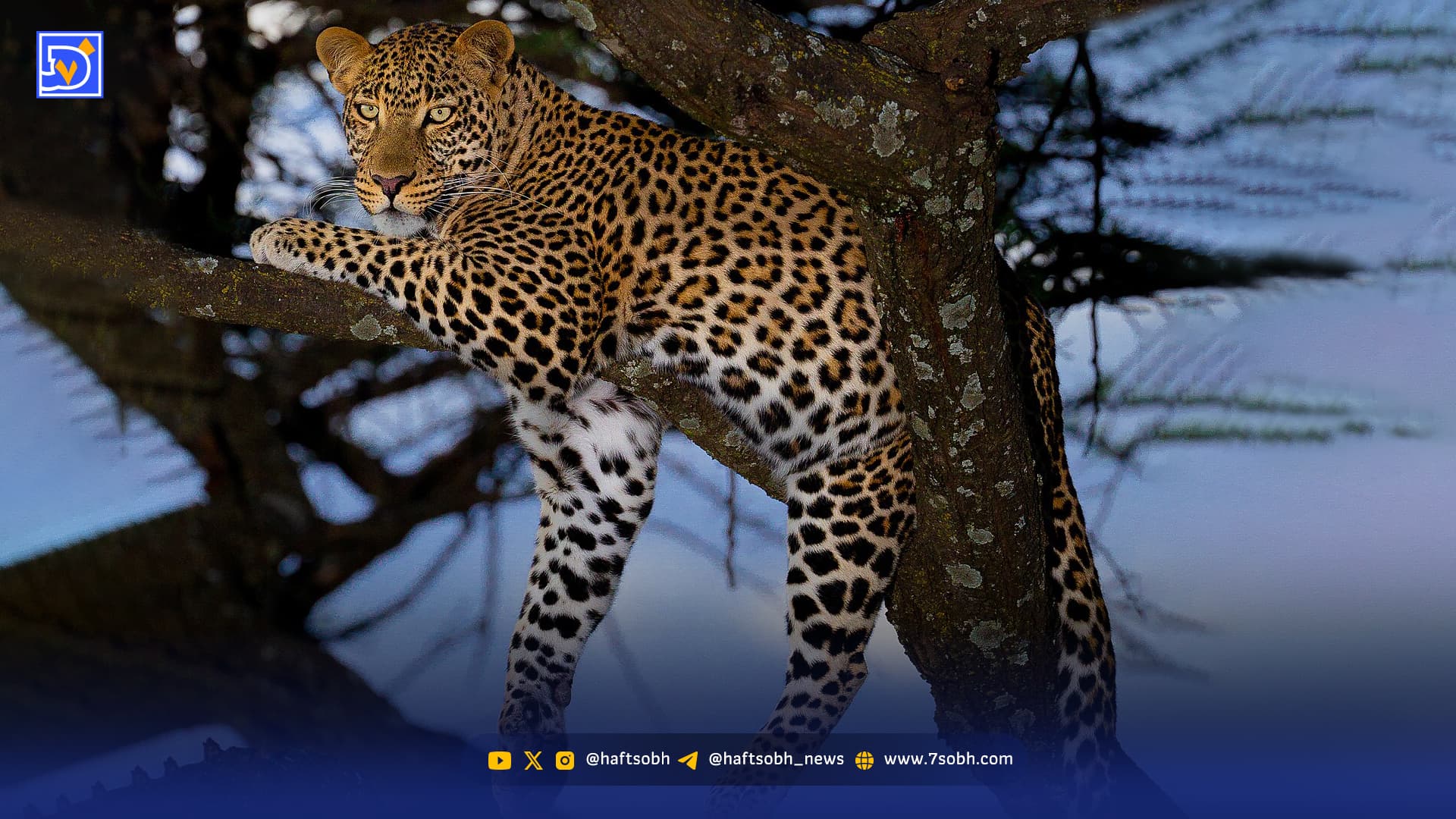 مهاجرت بی‌صدای پلنگ‌های‌ ایرانی