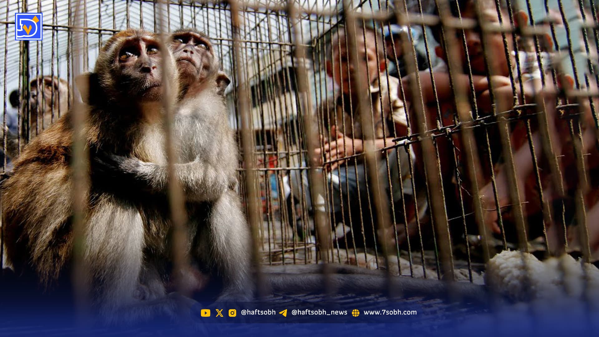 ایران کریدور قاچاق حیوانات