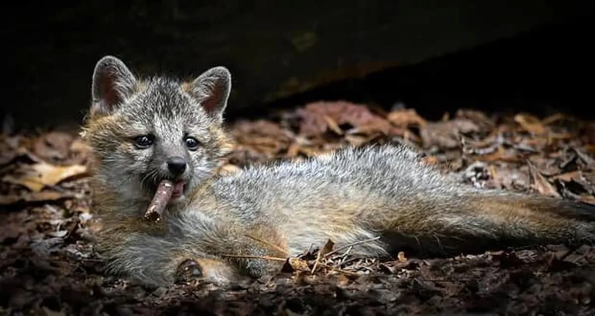 لمس نوزادان حیات‌ وحش ممنوع است و پیگرد قانونی دارد