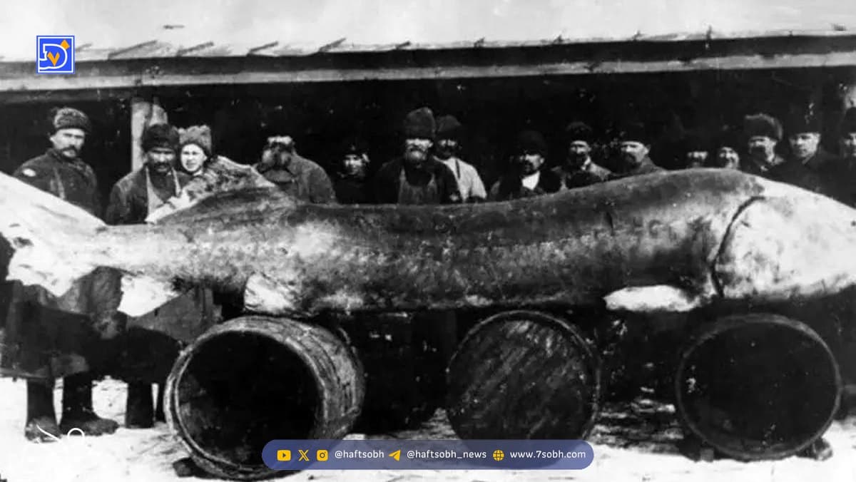 بزرگ‌ترین ماهی آب شیرین جهان یک هیولای ۷ متری است!