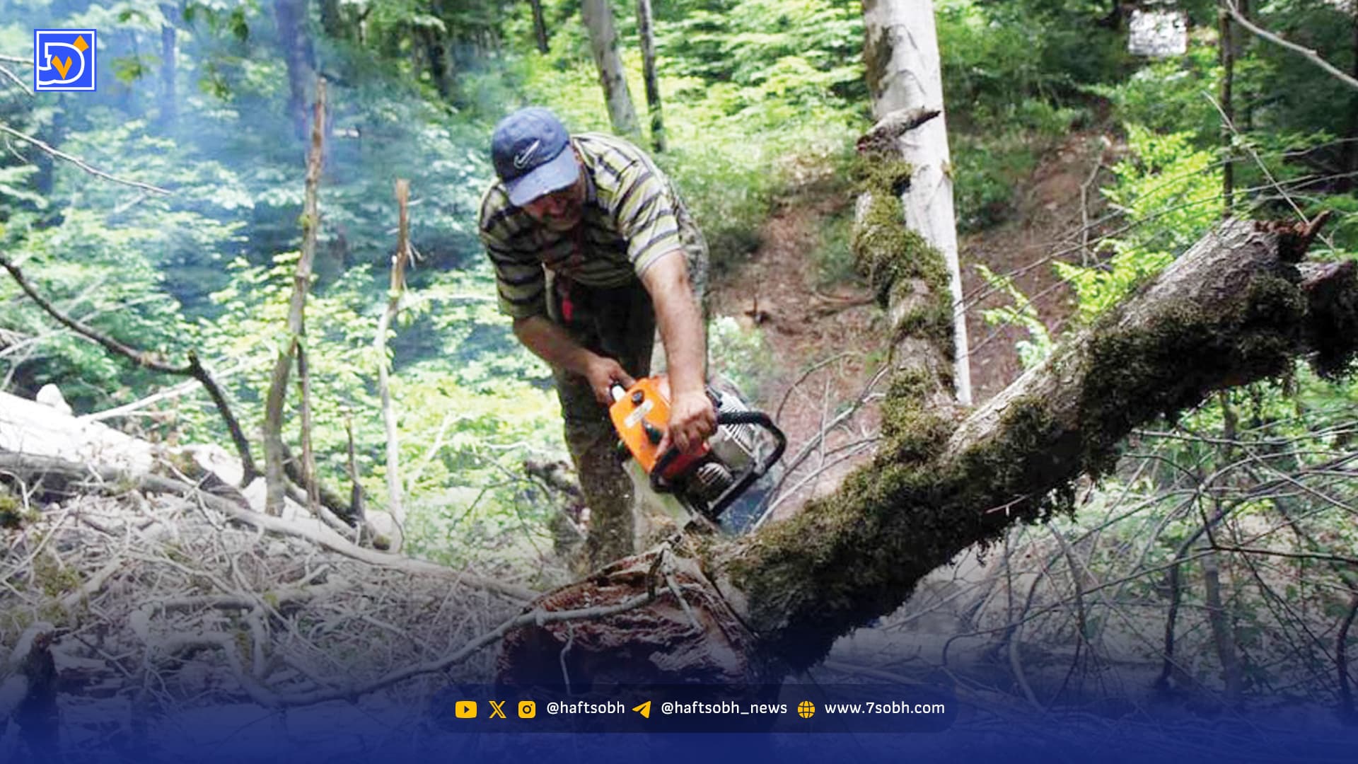 فراموشی عملیات حیاتی در جنگل‌های شمال