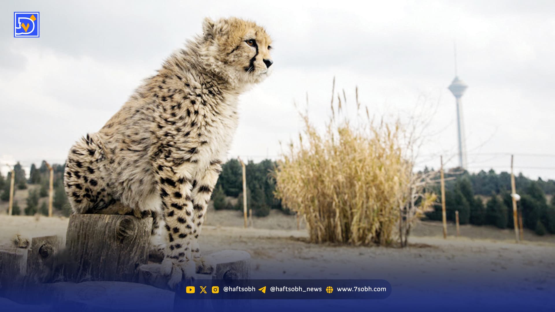 جولان دزدان در پناهگاه حیات‌وحش آسیب دیده