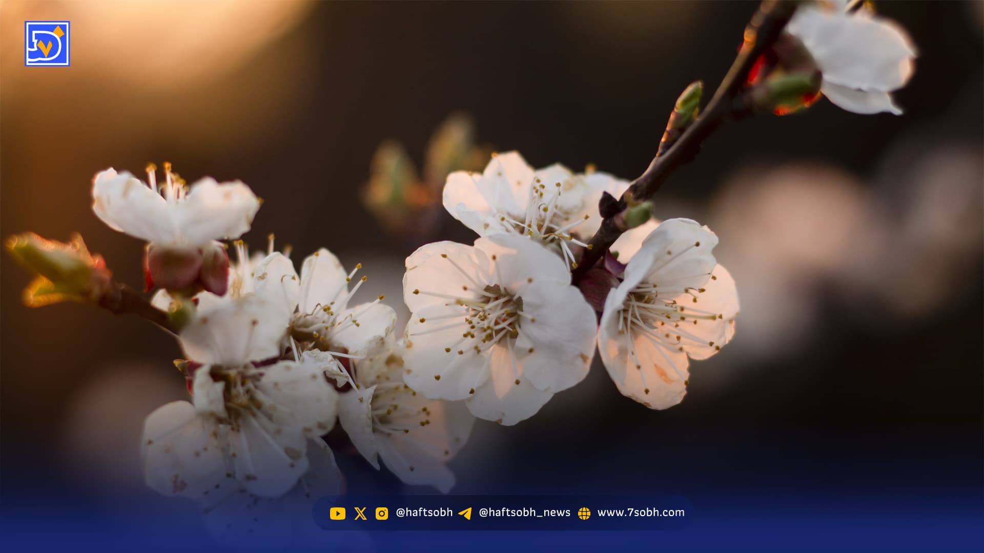 بهترین عکس پروفایل گل زیبا