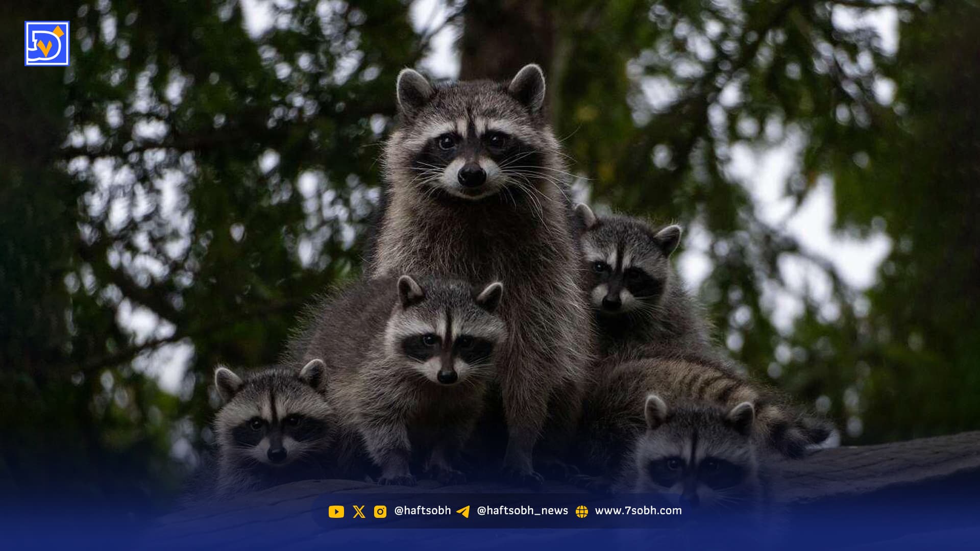 قاچاق راکون‌های بامزه و بازیگوش، تهدیدی برای طبیعت ایران