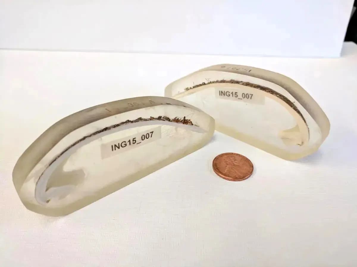 قدیمی‌ترین جانور منفرد دنیا که ۵۰۷ سال عمر کرد