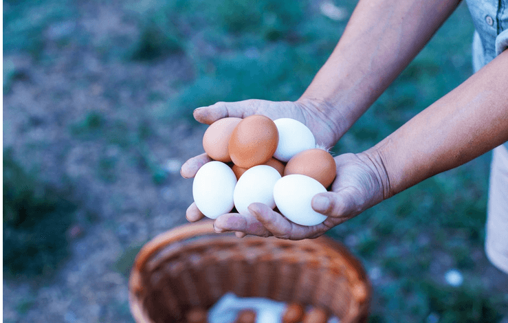 تفاوت تخم مرغ سفید و قهوه ای
