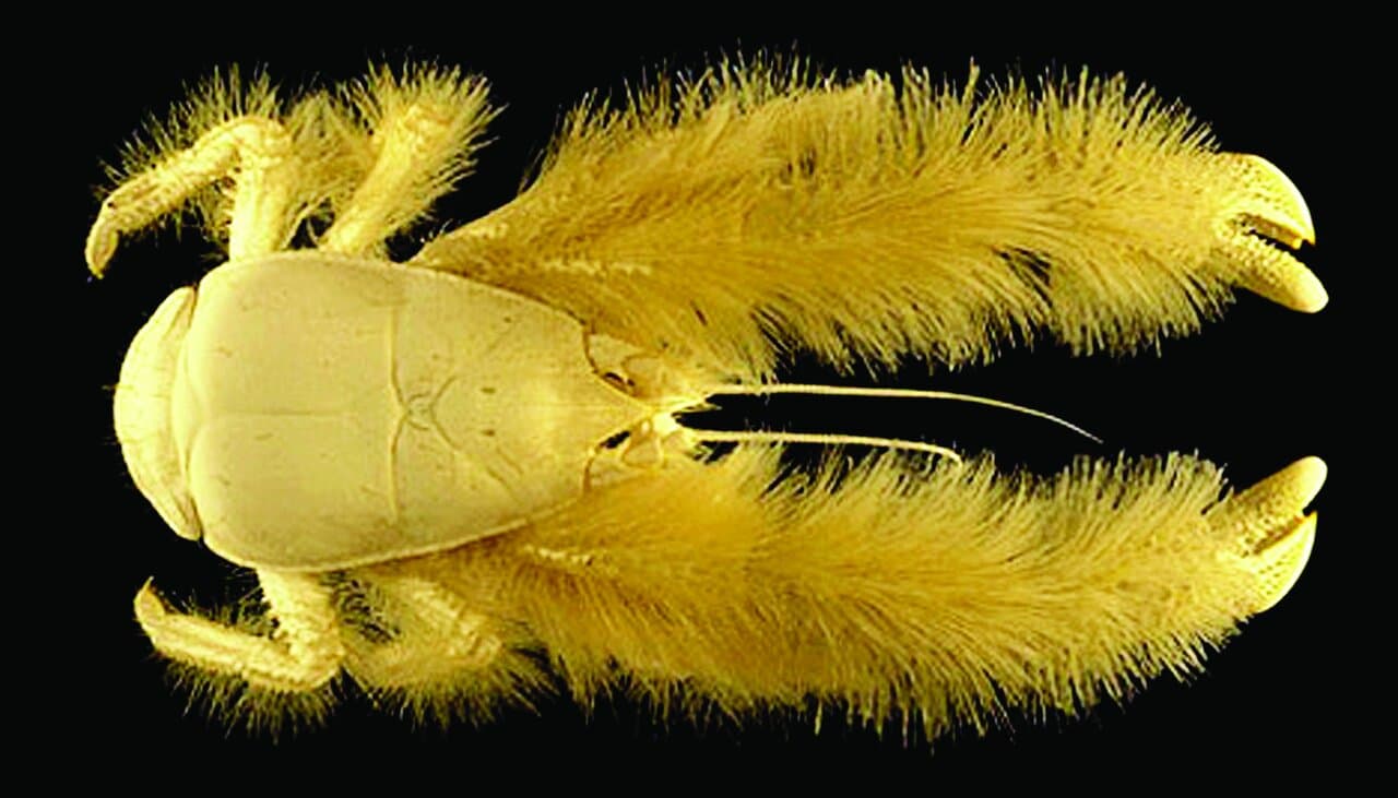 خرچنگ پشمالوی کمترشناخته‌شده‌ای که غذایش را روی بدن خودش پرورش می‌دهد