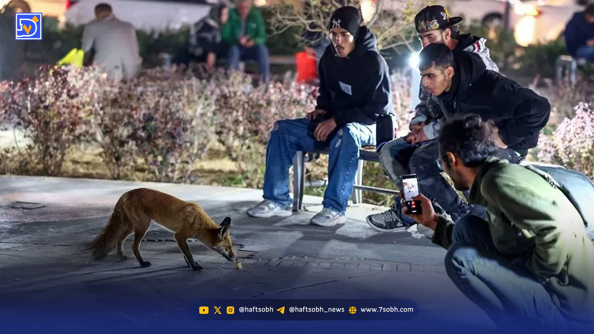 جولان روباهها در شهر