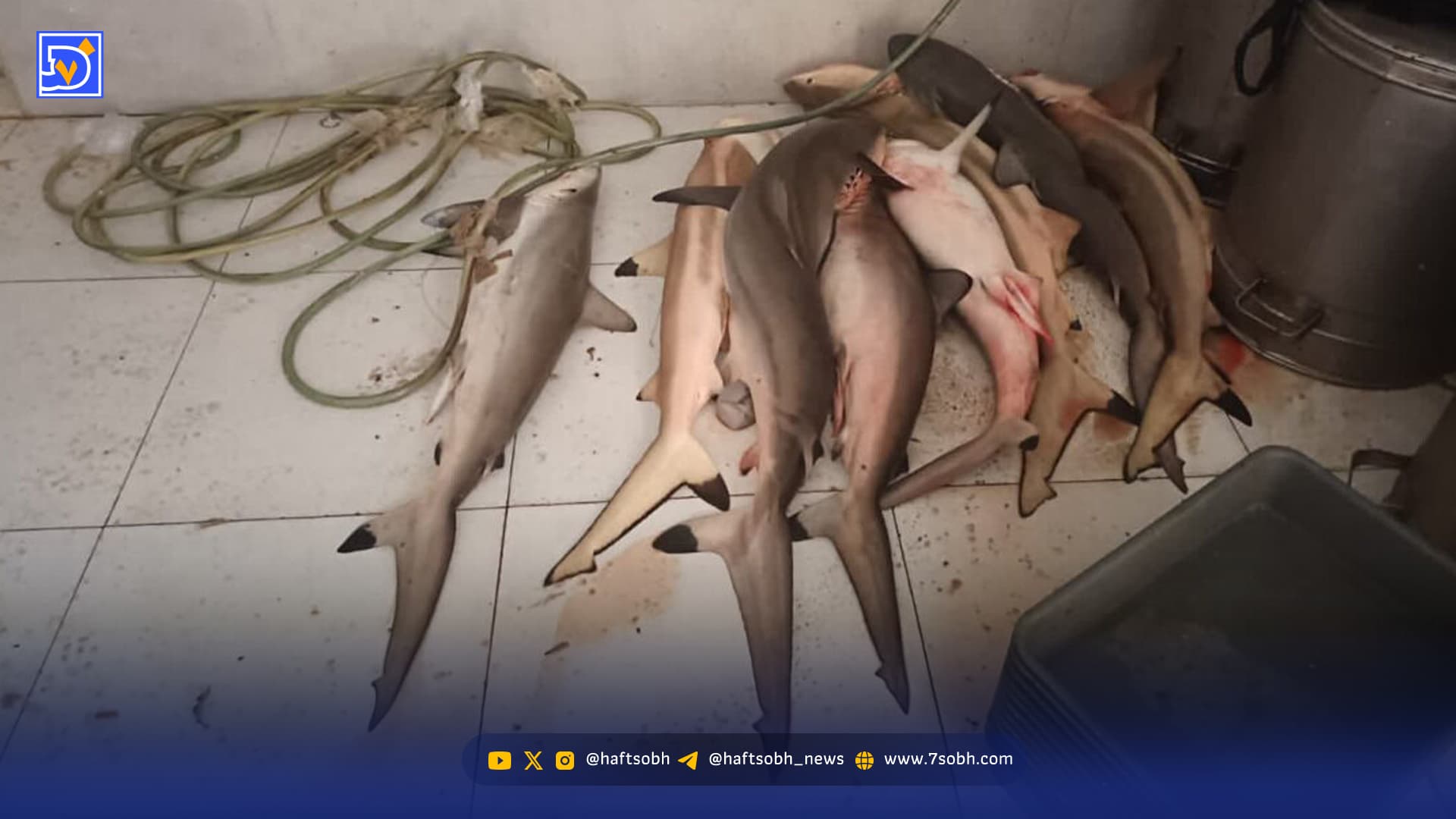 آینده نامعلوم کوسههای جنوب