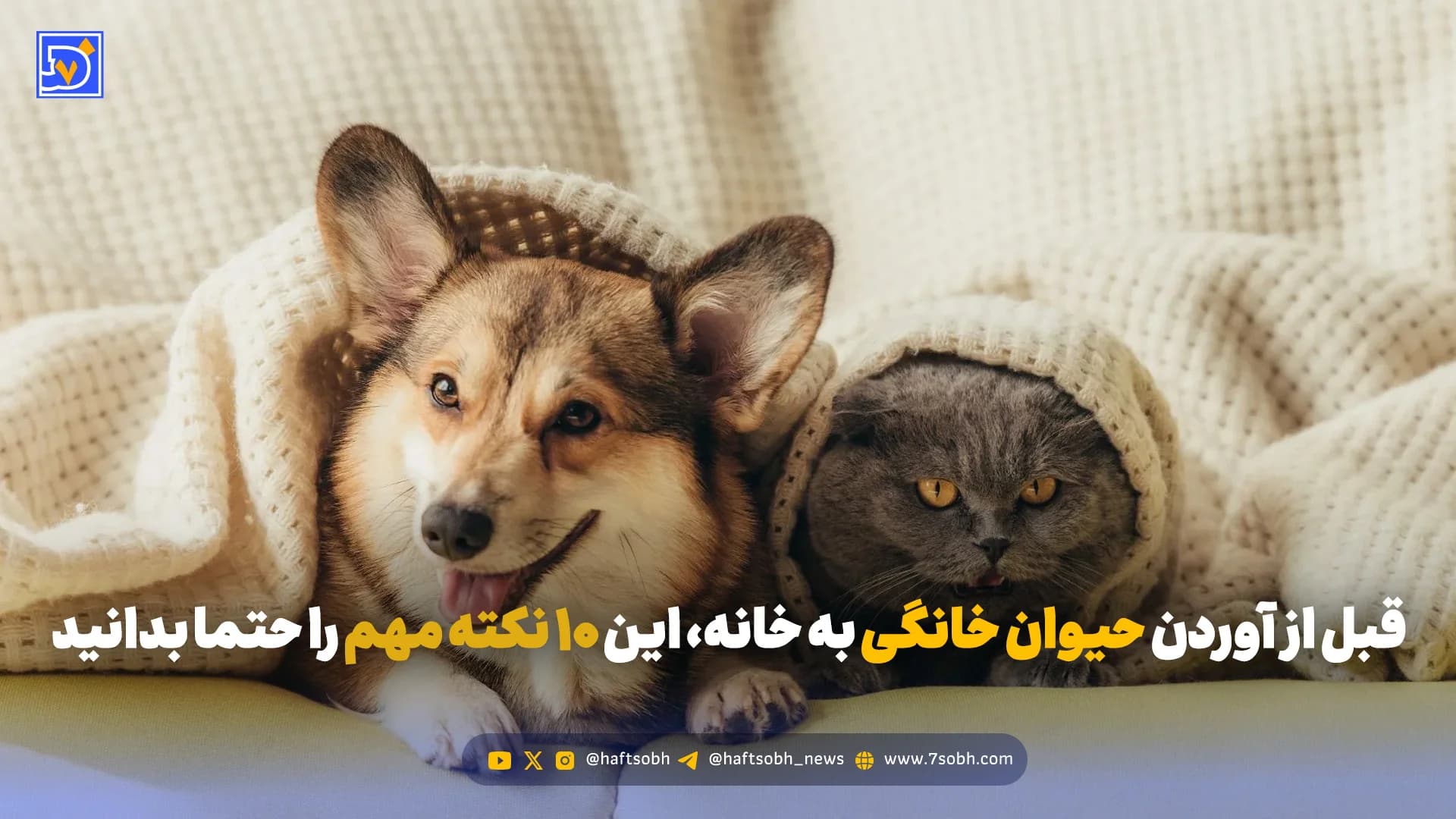 قبل از آوردن حیوان خانگی به خانه، این ۱۰ نکته مهم را حتما بدانید