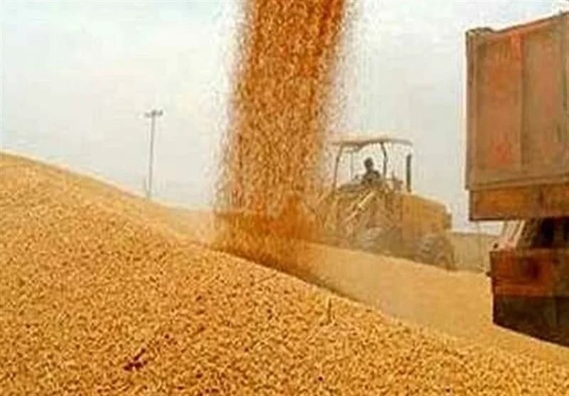 آخرین وضعیت از خرید تضمینی گندم و پرداخت مطالبات گندمکاران امروز جمعه ۱۵ خرداد ۱۴۰۵