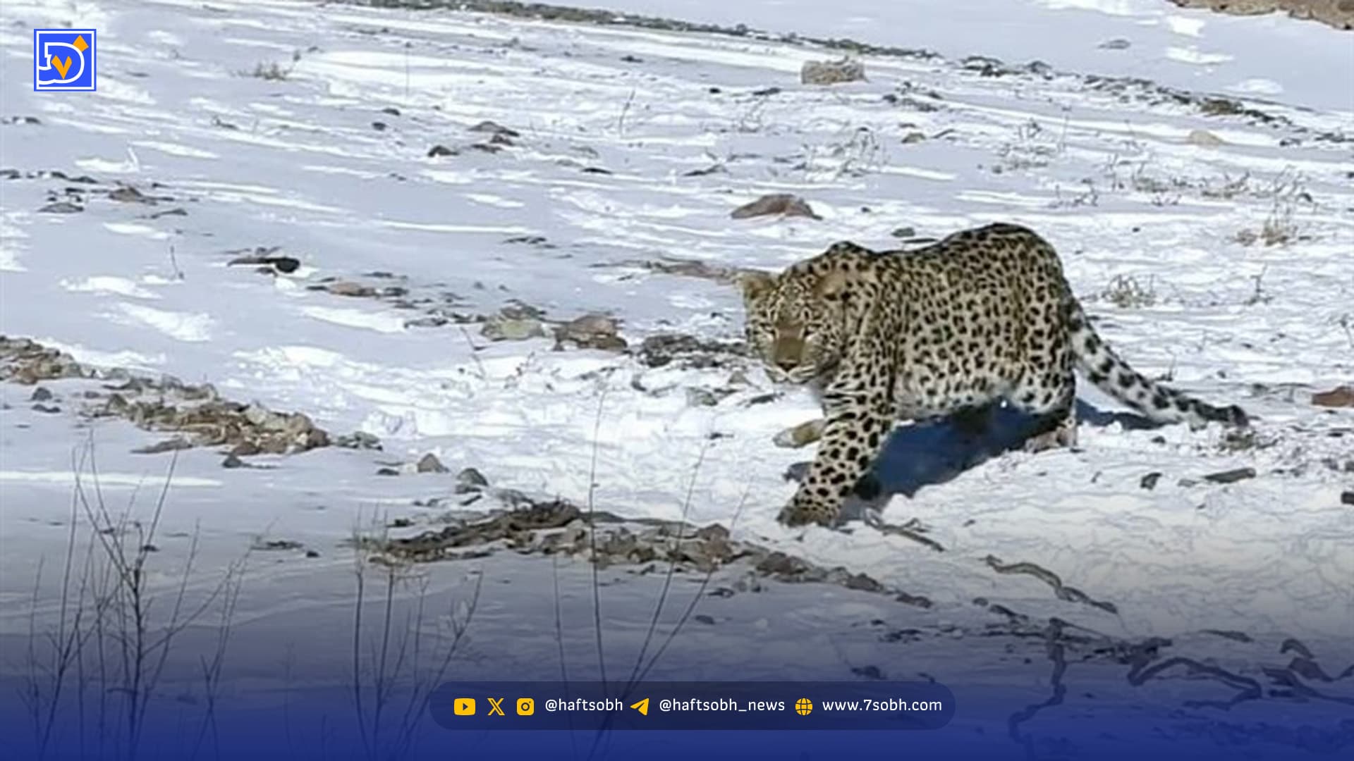 پلنگ شهمیرزاد در طبیعت رهاسازی شد