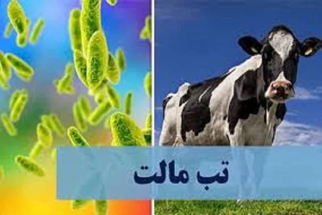 تب مالت؛ بیماری مشترک بین انسان و حیوان/ بیشترین میزان بروز بیماری در ۵ استان