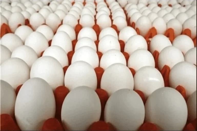 قیمت مرغ و تخم مرغ امروز جمعه 10 بهمن 1404