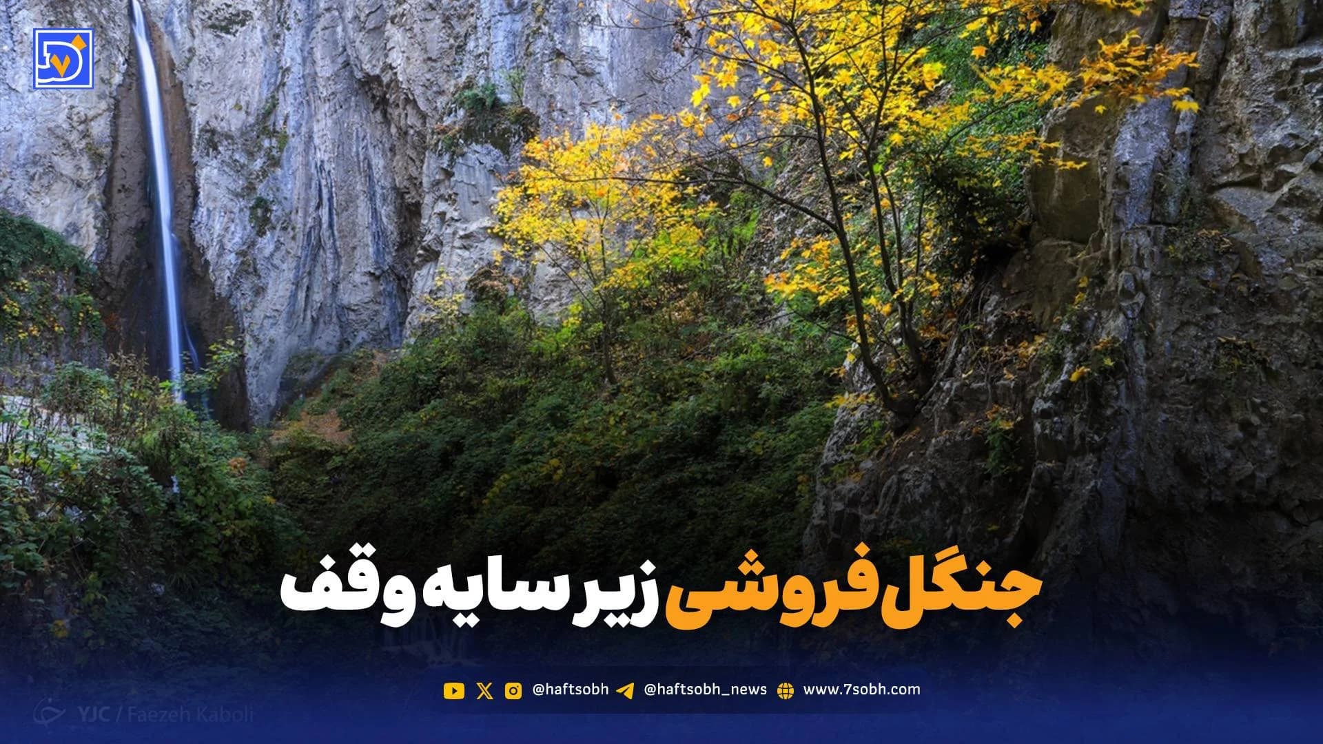 جنگلفروشی زیر سایه وقف