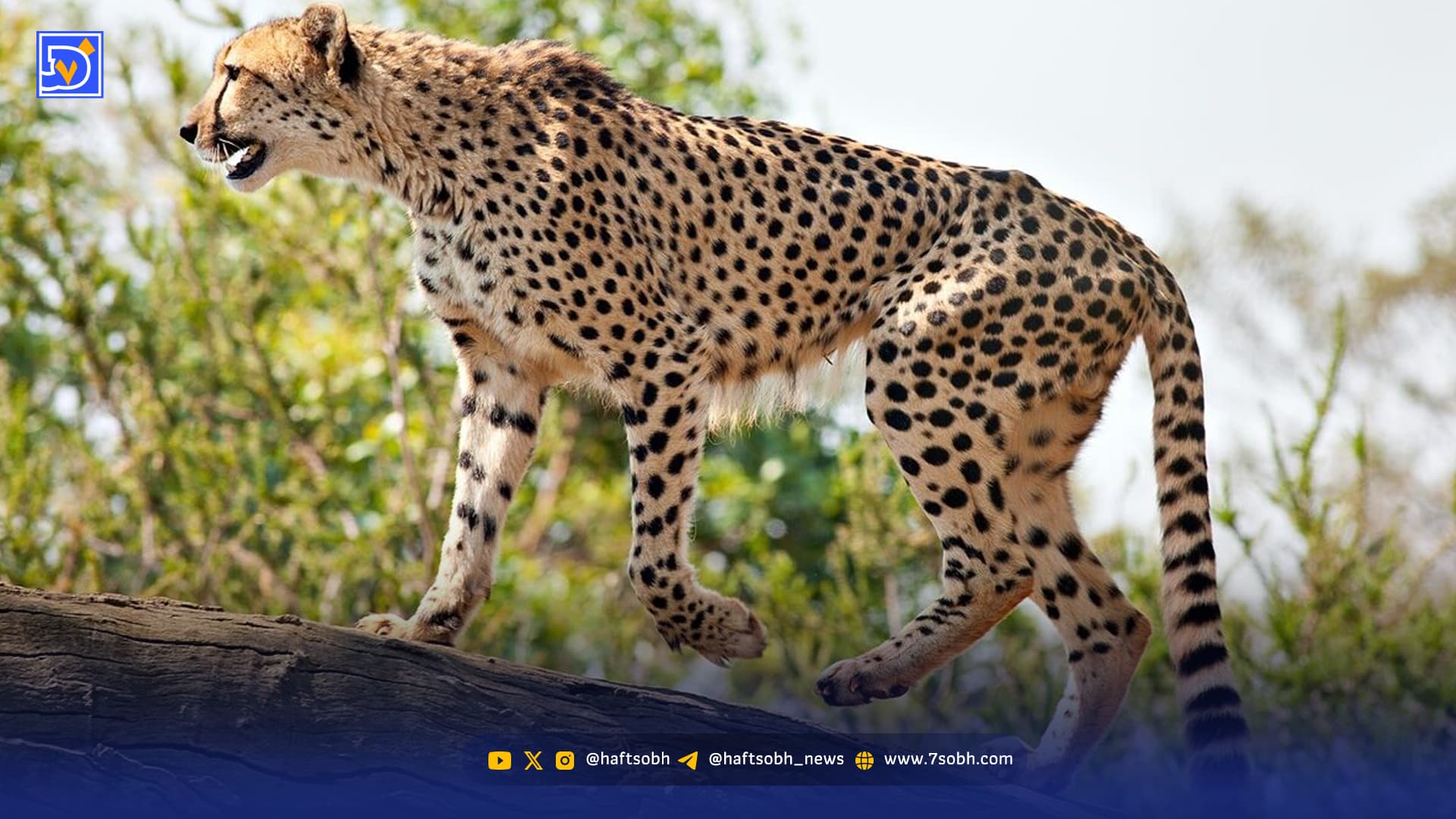 آیا یوز ایرانی نجات مییابد؟