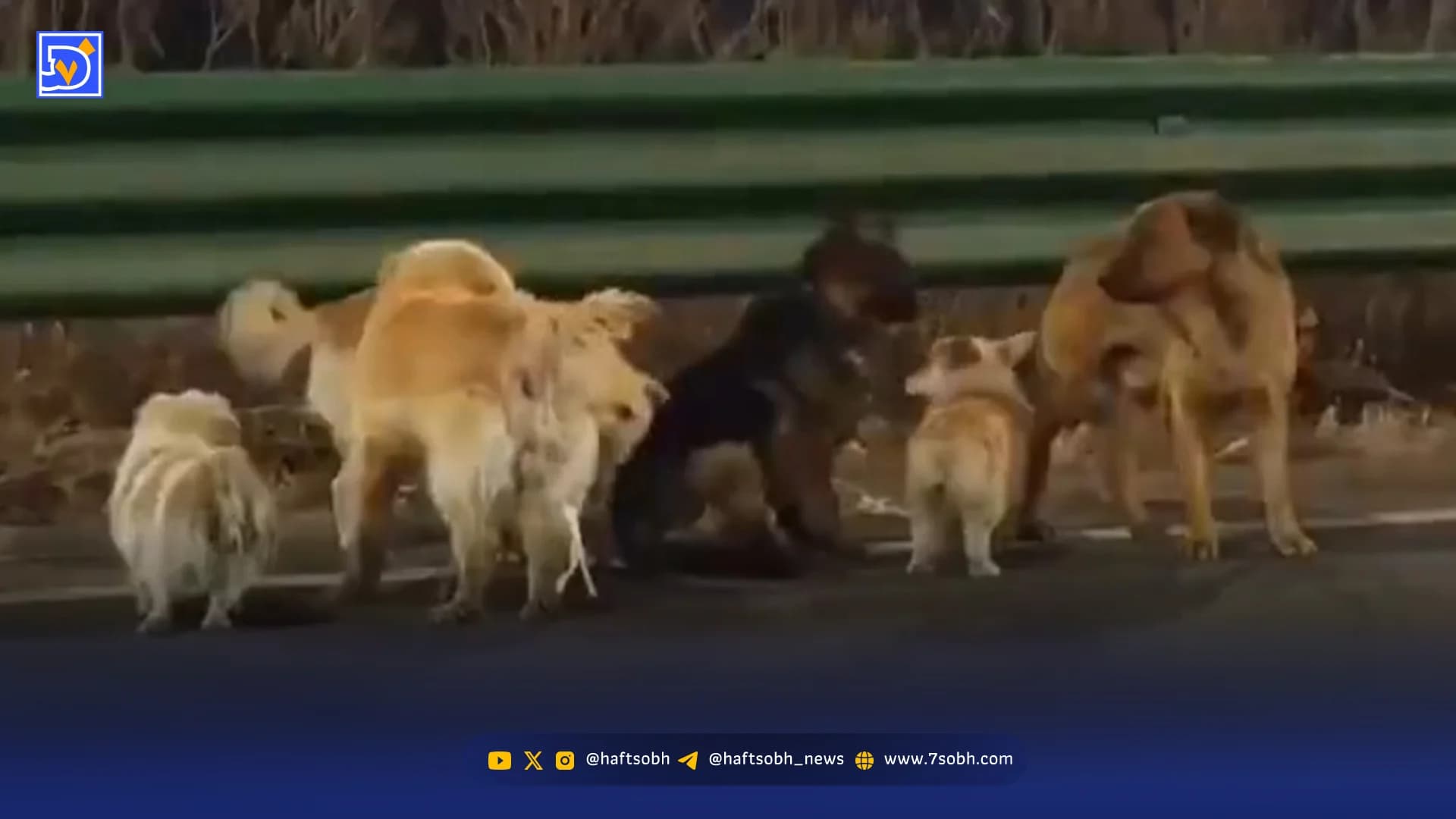 داستان جالب فرار سگهای ربوده شده از دست دزدان